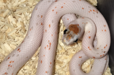 Schlangen kaufen und verkaufen Foto: Cornsnake Pantherophis guttata cb2024