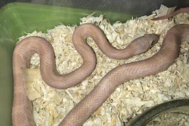 Schlangen kaufen und verkaufen Foto: Cornsnake Hamm babies to adults