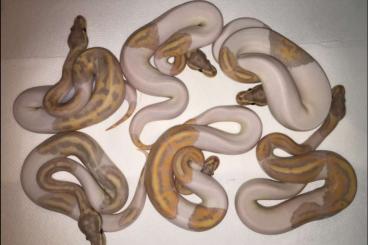 Ball Pythons kaufen und verkaufen Photo: Pied Python regius grouppe