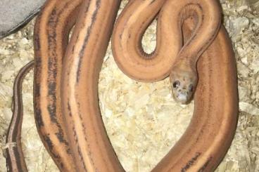 Snakes kaufen und verkaufen Photo: Cornsnake Pantherophis guttata Snakes kaufen und verkaufen Photo: Cornsnake Pantherophis guttata