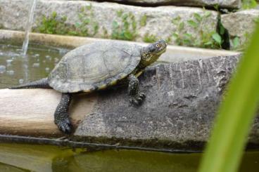 Turtles kaufen und verkaufen Photo: Biete Nachzuchten von Emys orbicualris capolongoi (Sardinien) NZ 24