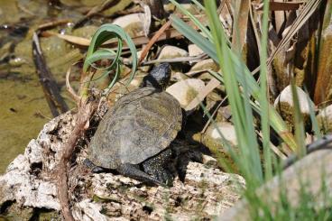 Sumpfschildkröten kaufen und verkaufen Foto: Für Ulm: Europäische Sumpschildkröte – eigene NZ 2024