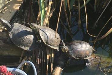 Turtles kaufen und verkaufen Photo: Für Hamm - Emys orb. capolongoi (Sardinien) NZ 24-klein bleibende Form