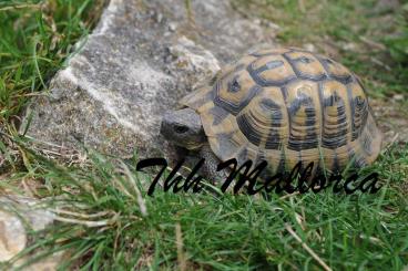 Landschildkröten kaufen und verkaufen Foto: Für Hamm - Testudo hermanni Mallorca NZ 24