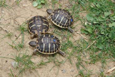 Tortoises kaufen und verkaufen Photo: Für Hamm - Testudo hermanni Korsika NZ 24