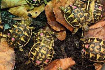 Landschildkröten kaufen und verkaufen Foto: Für Börse Ulm: Testudo h. hermanni - Mallorca - klein bleibende Form