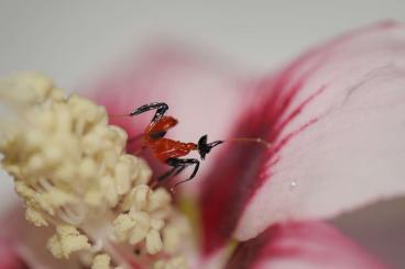 andere Wirbellose kaufen und verkaufen Foto: Hymenopus coronatus L1 - Mantiden abzugeben