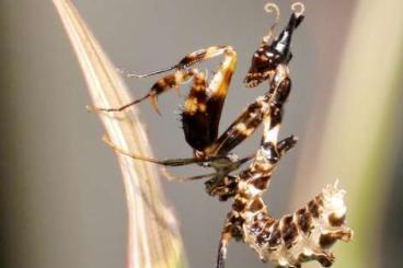 Insects kaufen und verkaufen Photo: Idolomantis diabolica L1 und L2/L3