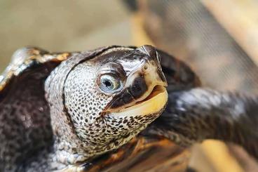 Turtles kaufen und verkaufen Photo: 1,2 Malaclemys terrapin terrapin schwarz