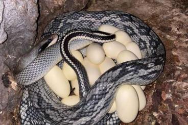 Schlangen kaufen und verkaufen Foto: Orthriophis taeniurus callicyanous (taeniura blue beauty)