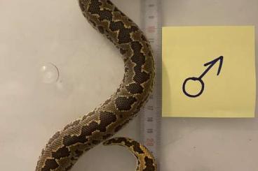 Snakes kaufen und verkaufen Photo: Gongylophis conicus CB2022