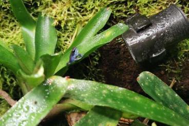 Poison dart frogs kaufen und verkaufen Photo: Gebe ab - div. Pumilio und Ranitomeya