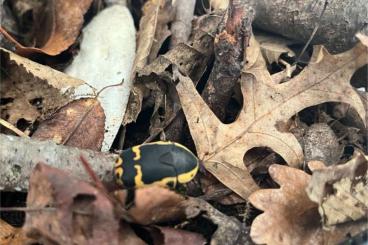 Insekten kaufen und verkaufen Foto: Südafrikanische Fruchtkäfer (Pachnoda sinuata) 