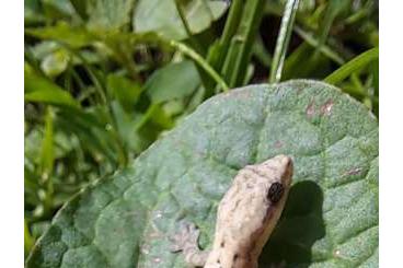 Geckos kaufen und verkaufen Photo: Lepidodactylus lugubris           