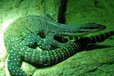 Lizards kaufen und verkaufen Photo: Varanus glauerti kimberley rock monitor group