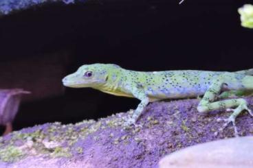 Echsen  kaufen und verkaufen Foto: Searchiing anolis gemmosus female