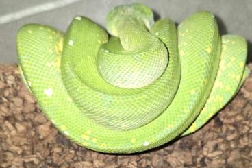 Pythons kaufen und verkaufen Foto: High yellow King line biak /sorong 