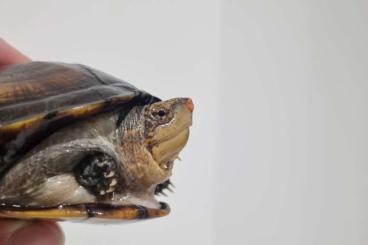 Schildkröten  kaufen und verkaufen Foto: Kinosternon cruentatum und Kinosternon leucostomum 