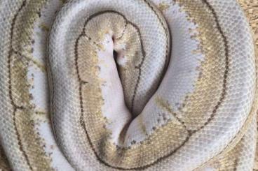 Pythons kaufen und verkaufen Photo: 3 Weibchen 1 Männchen Erwachsene Pythons kaufen und verkaufen Photo: 3 Weibchen 1 Männchen Erwachsene