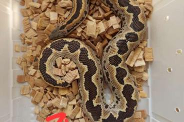 Schlangen kaufen und verkaufen Foto: Zuchtpaar Eryx conicus ENZ 2015