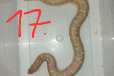 Schlangen kaufen und verkaufen Photo: Eryx colubrinus "snow, albino, striped" Schlangen kaufen und verkaufen Photo: Eryx colubrinus "snow, albino, striped"