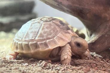 Landschildkröten kaufen und verkaufen Foto: Testudo kleinmanni, NZ 2021, 2022, 2023 abzugeben