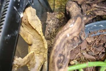 Geckos kaufen und verkaufen Foto: 1.1 Rhacodactylus ciliatus 