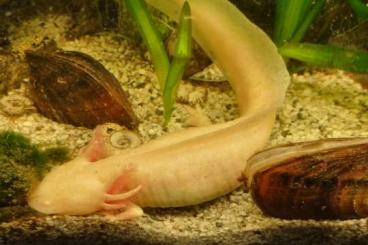 Schwanzlurche kaufen und verkaufen Foto: 0.2 Ambystoma mexicanum Goldalbino