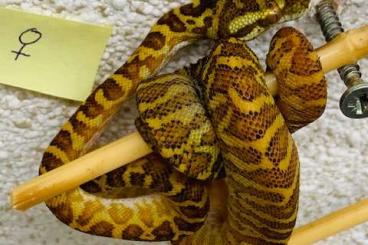 Pythons kaufen und verkaufen Photo: Diamondro / Diamantpython Morelia spilota spilota X Morelia viridis