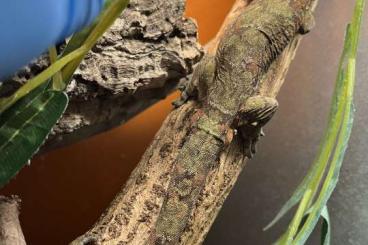 Lizards kaufen und verkaufen Photo: Echsen Houten und Snakeday