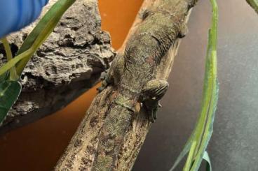 Echsen  kaufen und verkaufen Foto: New Caledonia geckos for Houten