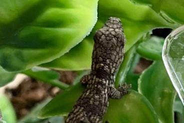 Lizards kaufen und verkaufen Photo: Eurydactylodes vieillardi, occidentalis, agricolae