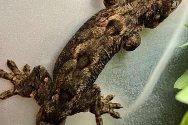 Lizards kaufen und verkaufen Photo: Mniarogecko Chahouas pi, White collar father Lizards kaufen und verkaufen Photo: Mniarogecko Chahouas pi, White collar father