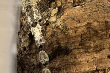 Lizards kaufen und verkaufen Photo: White collar Chahoua male Lizards kaufen und verkaufen Photo: White collar Chahoua male