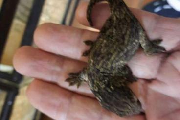 Geckos kaufen und verkaufen Foto: Rhacodactylus leachianus, Mount Koghis, Friedel Line NZ24