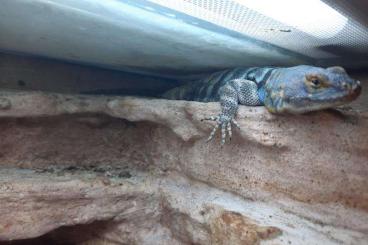 Lizards kaufen und verkaufen Photo: 1.0 Petrosaurus thalassinus (Blauer Felsenleguan) NZ2019