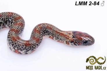 Schlangen kaufen und verkaufen Foto: Lampropeltis mexicana mexicana (Granit linie) for Hamm, Prague, Pilsen