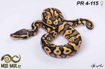 Schlangen kaufen und verkaufen Foto: Python regius - Königspythons - Ball python - 2023