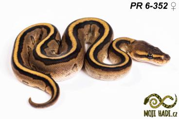 Snakes kaufen und verkaufen Photo: Python regius - Königspythons - Ball python - 2024