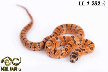 Snakes kaufen und verkaufen Photo: Lampropeltis leonis (l.mexicana thayeri) for Hamm 