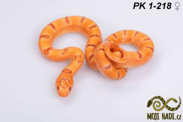 Snakes kaufen und verkaufen Photo: Pastelking Lampropeltis for Hamm