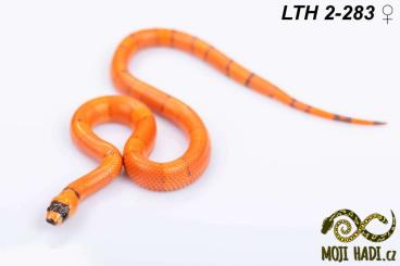 Schlangen kaufen und verkaufen Foto: Lampropeltis triangulum hondurensis for Hamm