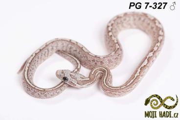 Snakes kaufen und verkaufen Photo: Pantherophis guttatus - Corn snakes 