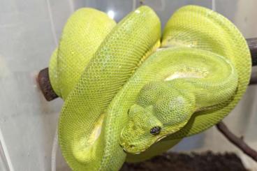 Pythons kaufen und verkaufen Photo: Morelia viridis Jaya pura/Cyclop - 2018 - for Hamm