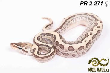 Ball Pythons kaufen und verkaufen Photo: Python regius - Königspythons - Ball python - 2024