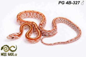 Schlangen kaufen und verkaufen Foto: Pantherophis guttatus - Corn snakes 