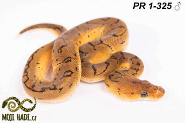 Königspythons kaufen und verkaufen Foto: Python regius - Königspythons - Ball python - 2024