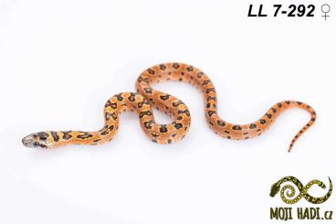 Schlangen kaufen und verkaufen Foto: Lampropeltis leonis (l.mexicana thayeri) for Hamm 