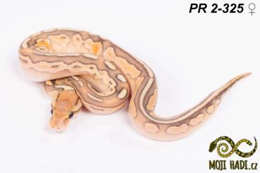 Königspythons kaufen und verkaufen Foto: Python regius - Königspythons - Ball python - 2024