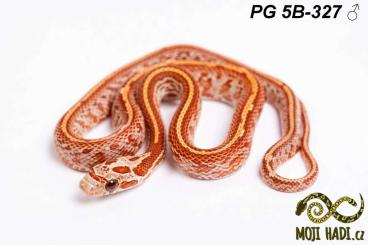 Snakes kaufen und verkaufen Photo: Pantherophis guttatus - Corn snakes